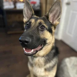 German Shepherd For Adoption