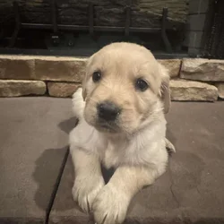 AKC Golden Retriever