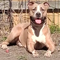 2 best friends need a home