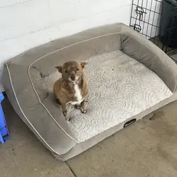 Small Dog Needs Home