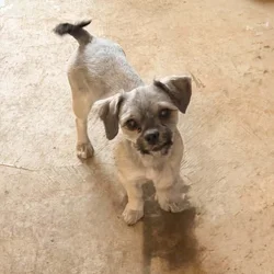Bella needs a new home !