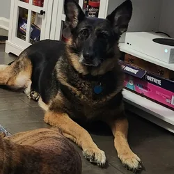 female german shepherd