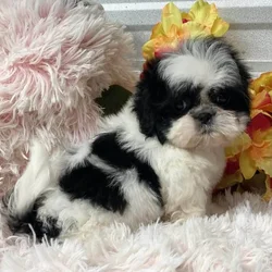 Shih Tzu Puppies