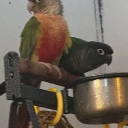 2 female bonded GCC GCPC