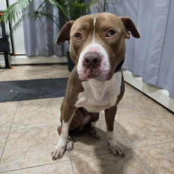 2yr old Pit Bull Terrier