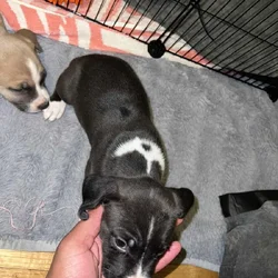 Bully Pit puppies for sell