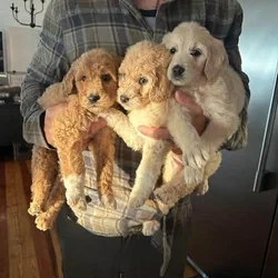 8 Goldendoodles 4 boys 4 girls