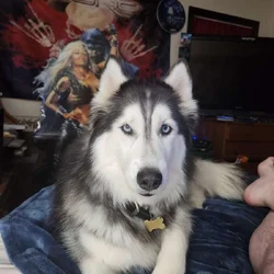 Wonderful husky