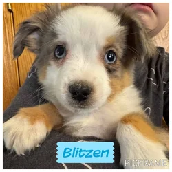 Blitzen