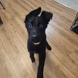 Puppy for sale