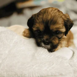 Brownie (Female)
