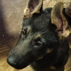 German Shepherd mix Belgium Malnois