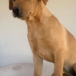 Puppy 1