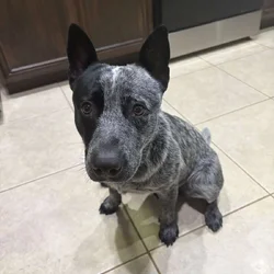 Re-homing pet