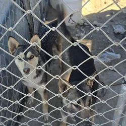 Free Husky Mixed Puppies