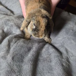 Mini lop