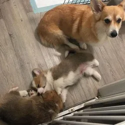Corgi Puppies for Sale
