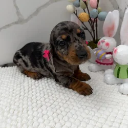 Dachshund