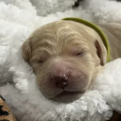 Goldendoodle pups