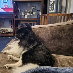 Pomeranian