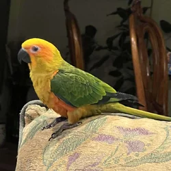 Sun Conure 5 months