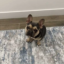 French bulldog female