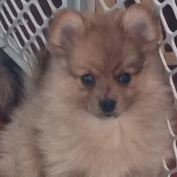 Emma the Pomeranian