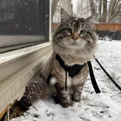 Rehoming Male Cat