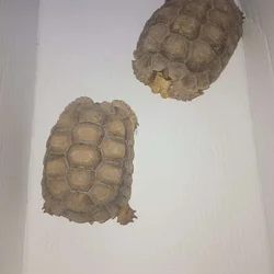 Sulcata tortoises