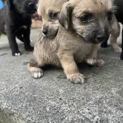 PUPPIES FOR FEE