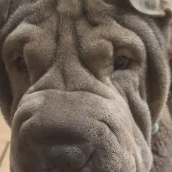 Shar Pei Rehoming