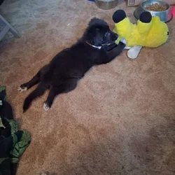 Small terrier mix