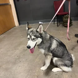 Husky siberian well trained