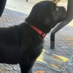 Lab pups chocolate and black