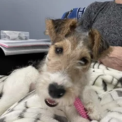 AKC Wire Fox Terrier