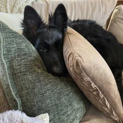 German Shepherd Puppy Rehoming