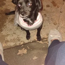 Miss Margo Urgently Needs A New Home