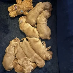 Golden retriever pups