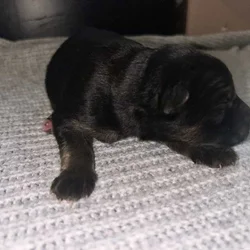 AKC German shepherd puppies