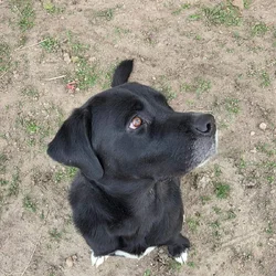 "Buck" 2 yr Old Labrador/Saint Bernard