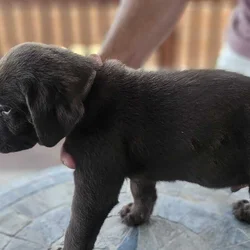 AKC Chocolate Lab Puppies