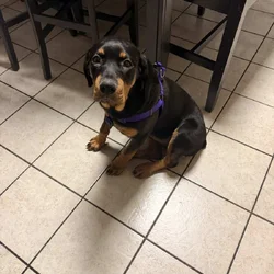 Five month old Rottweiler