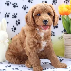 Cute Handsome Mini Goldendoodle