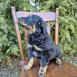 English Shepherd Puppy Cooper