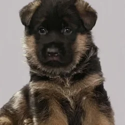 WGSL German Shepherd Puppies