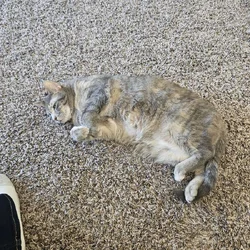 Cat and supplies