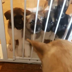 Akc American Akitas