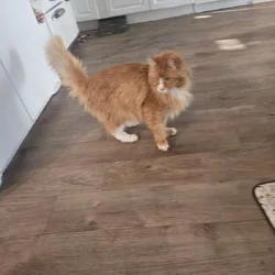Free Mainecoon