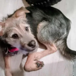 Westy terrier 6 months old