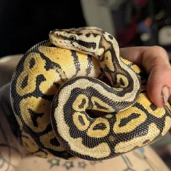 Pastel Spider Ball Python